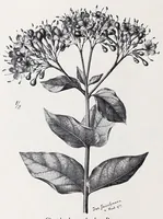 An illustration from Vom Kongo zum Ubangi; meine zweite Reise in Mittelafrika (1910)