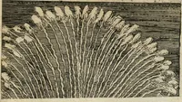 An illustration from Von Himmeln entzündete und, durch allgemeinen Zuruff der Erde, sich himmelwerts erschwingende Frolockungs-Flammen zu höchstfeyerlichster Begängnüss dess hochzeitlichen Beylagers, bey der allerdurchleuchtigsten Majestäten Leopoldi I. Römischen Kaysers ... und Margaritae geborner Infantin von Hispanien ... : vollzogen am Fest der Empfängnüss Mariae den 8. Decemb. st. n. 1666 dess Abends, nächst vor der Kayserl. Burg, ausserhalb der Statt Wien, an dem Graben, und der neben selbigem Thor, daran gelegnen Pastey : auffs deutlichste beschrieben, und mit unterschiedlichen zum Werck dienenden Kupfferstücken gezieret und gedruckt (1667)