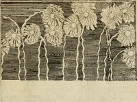 An illustration from Von Himmeln entzündete und, durch allgemeinen Zuruff der Erde, sich himmelwerts erschwingende Frolockungs-Flammen zu höchstfeyerlichster Begängnüss dess hochzeitlichen Beylagers, bey der allerdurchleuchtigsten Majestäten Leopoldi I. Römischen Kaysers ... und Margaritae geborner Infantin von Hispanien ... : vollzogen am Fest der Empfängnüss Mariae den 8. Decemb. st. n. 1666 dess Abends, nächst vor der Kayserl. Burg, ausserhalb der Statt Wien, an dem Graben, und der neben selbigem Thor, daran gelegnen Pastey : auffs deutlichste beschrieben, und mit unterschiedlichen zum Werck dienenden Kupfferstücken gezieret und gedruckt (1667)