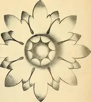 An illustration from Vorlegeblätter zum Zeichnenunterricht in Verzierungen für Volks- und Gewerbschulen (1844)