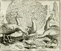 An illustration from Vorstelijcke warande der dieren : waer in de zeden-rijcke philosophie, poëtisch, morael, en historiael, vermakelijck en treffelijck wort voorgestelt : mit exempelen uyt de oude historien, in prose : ende uytleggingen, in rijm verklaert (1682)