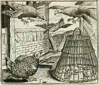 An illustration from Vorstelijcke warande der dieren : waer in de zeden-rijcke philosophie, poëtisch, morael, en historiael, vermakelijck en treffelijck wort voorgestelt : mit exempelen uyt de oude historien, in prose : ende uytleggingen, in rijm verklaert (1682)