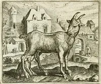 An illustration from Vorstelijcke warande der dieren : waer in de zeden-rijcke philosophie, poëtisch, morael, en historiael, vermakelijck en treffelijck wort voorgestelt : mit exempelen uyt de oude historien, in prose : ende uytleggingen, in rijm verklaert (1682)