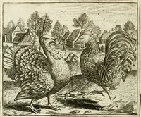 An illustration from Vorstelijcke warande der dieren : waer in de zeden-rijcke philosophie, poëtisch, morael, en historiael, vermakelijck en treffelijck wort voorgestelt : mit exempelen uyt de oude historien, in prose : ende uytleggingen, in rijm verklaert (1682)