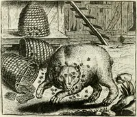 Picture 110 of 128 from Vorstelijcke warande der dieren : waer in de zeden-rijcke philosophie, poëtisch, morael, en historiael, vermakelijck en treffelijck wort voorgestelt : mit exempelen uyt de oude historien, in prose : ende uytleggingen, in rijm verklaert (1682), leaf 227