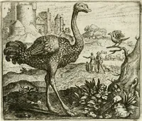 Picture 122 of 128 from Vorstelijcke warande der dieren : waer in de zeden-rijcke philosophie, poëtisch, morael, en historiael, vermakelijck en treffelijck wort voorgestelt : mit exempelen uyt de oude historien, in prose : ende uytleggingen, in rijm verklaert (1682), leaf 251