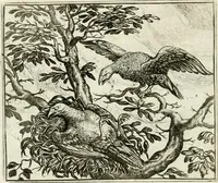 An illustration from Vorstelijcke warande der dieren : waer in de zeden-rijcke philosophie, poëtisch, morael, en historiael, vermakelijck en treffelijck wort voorgestelt : mit exempelen uyt de oude historien, in prose : ende uytleggingen, in rijm verklaert (1682)