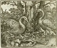 Picture 125 of 128 from Vorstelijcke warande der dieren : waer in de zeden-rijcke philosophie, poëtisch, morael, en historiael, vermakelijck en treffelijck wort voorgestelt : mit exempelen uyt de oude historien, in prose : ende uytleggingen, in rijm verklaert (1682), leaf 257