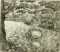 Picture 25 of 128 from Vorstelijcke warande der dieren : waer in de zeden-rijcke philosophie, poëtisch, morael, en historiael, vermakelijck en treffelijck wort voorgestelt : mit exempelen uyt de oude historien, in prose : ende uytleggingen, in rijm verklaert (1682), leaf 57
