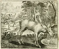 An illustration from Vorstelijcke warande der dieren : waer in de zeden-rijcke philosophie, poëtisch, morael, en historiael, vermakelijck en treffelijck wort voorgestelt : mit exempelen uyt de oude historien, in prose : ende uytleggingen, in rijm verklaert (1682)
