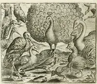 An illustration from Vorstelijcke warande der dieren : waer in de zeden-rijcke philosophie, poëtisch, morael, en historiael, vermakelijck en treffelijck wort voorgestelt : mit exempelen uyt de oude historien, in prose : ende uytleggingen, in rijm verklaert (1682)