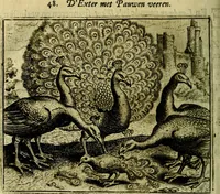 Picture 53 of 128 from Vorstelijcke warande der dieren : waer in de zeden-rijcke philosophie, poëtisch, morael, en historiael, vermakelijck en treffelijck wort voorgestelt : mit exempelen uyt de oude historien, in prose (1682), leaf 113