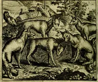 An illustration from Vorstelijcke warande der dieren : waer in de zeden-rijcke philosophie, poëtisch, morael, en historiael, vermakelijck en treffelijck wort voorgestelt : mit exempelen uyt de oude historien, in prose (1682)