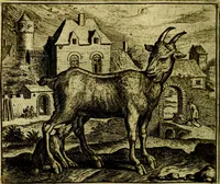 Picture 88 of 128 from Vorstelijcke warande der dieren : waer in de zeden-rijcke philosophie, poëtisch, morael, en historiael, vermakelijck en treffelijck wort voorgestelt : mit exempelen uyt de oude historien, in prose (1682), leaf 183