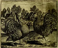 An illustration from Vorstelijcke warande der dieren : waer in de zeden-rijcke philosophie, poëtisch, morael, en historiael, vermakelijck en treffelijck wort voorgestelt : mit exempelen uyt de oude historien, in prose (1682)