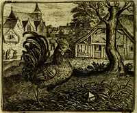Picture 118 of 128 from Vorstelijcke warande der dieren : waer in de zeden-rijcke philosophie, poëtisch, morael, en historiael, vermakelijck en treffelijck wort voorgestelt : mit exempelen uyt de oude historien, in prose (1682), leaf 243