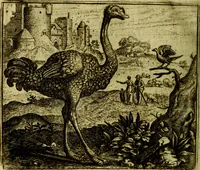An illustration from Vorstelijcke warande der dieren : waer in de zeden-rijcke philosophie, poëtisch, morael, en historiael, vermakelijck en treffelijck wort voorgestelt : mit exempelen uyt de oude historien, in prose (1682)