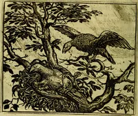 Picture 125 of 128 from Vorstelijcke warande der dieren : waer in de zeden-rijcke philosophie, poëtisch, morael, en historiael, vermakelijck en treffelijck wort voorgestelt : mit exempelen uyt de oude historien, in prose (1682), leaf 257