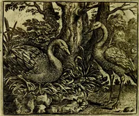 Picture 127 of 128 from Vorstelijcke warande der dieren : waer in de zeden-rijcke philosophie, poëtisch, morael, en historiael, vermakelijck en treffelijck wort voorgestelt : mit exempelen uyt de oude historien, in prose (1682), leaf 261