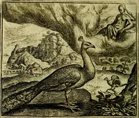 An illustration from Vorstelijcke warande der dieren : waer in de zeden-rijcke philosophie, poëtisch, morael, en historiael, vermakelijck en treffelijck wort voorgestelt : mit exempelen uyt de oude historien, in prose (1682)