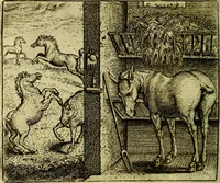 An illustration from Vorstelijcke warande der dieren : waer in de zeden-rijcke philosophie, poëtisch, morael, en historiael, vermakelijck en treffelijck wort voorgestelt : mit exempelen uyt de oude historien, in prose (1682)
