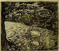 Picture 27 of 128 from Vorstelijcke warande der dieren : waer in de zeden-rijcke philosophie, poëtisch, morael, en historiael, vermakelijck en treffelijck wort voorgestelt : mit exempelen uyt de oude historien, in prose (1682), leaf 61