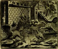 An illustration from Vorstelijcke warande der dieren : waer in de zeden-rijcke philosophie, poëtisch, morael, en historiael, vermakelijck en treffelijck wort voorgestelt : mit exempelen uyt de oude historien, in prose (1682)
