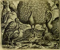 An illustration from Vorstelijcke warande der dieren : waer in de zeden-rijcke philosophie, poëtisch, morael, en historiael, vermakelijck en treffelijck wort voorgestelt : mit exempelen uyt de oude historien, in prose (1682)