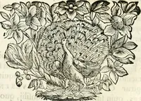 An illustration from Votum unanime Parnassi Salisburgensis deorum judicio et assensu approbatum, dum in celsiss.mum ac rever.mum S.R.I. Principem, Archiepiscopum Salisburgensem &c. &c. electus esset Joannes Ernestus è S.R.I. comitibus de Thun, Episcopus Seccoviensis (1687)