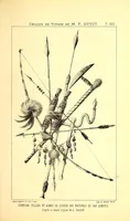 An illustration from Voyage au Zambése (1895)