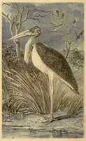 Picture 1 of 11 from Voyage dans le Sud-ouest de l'Afrique; ou, Récits d'explorations faites en 1861 et 1862 depuis la baie Valsich jusqu'aux chutes Victoria (1880), leaf 12