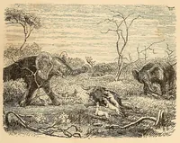 Picture 8 of 11 from Voyage dans le Sud-ouest de l'Afrique; ou, Récits d'explorations faites en 1861 et 1862 depuis la baie Valsich jusqu'aux chutes Victoria (1880), leaf 209