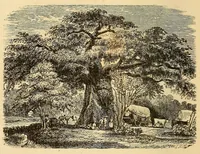 Picture 10 of 11 from Voyage dans le Sud-ouest de l'Afrique; ou, Récits d'explorations faites en 1861 et 1862 depuis la baie Valsich jusqu'aux chutes Victoria (1880), leaf 276