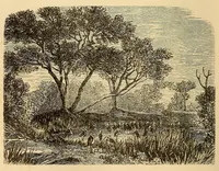 Picture 11 of 11 from Voyage dans le Sud-ouest de l'Afrique; ou, Récits d'explorations faites en 1861 et 1862 depuis la baie Valsich jusqu'aux chutes Victoria (1880), leaf 276