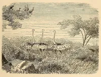 Picture 4 of 11 from Voyage dans le Sud-ouest de l'Afrique; ou, Récits d'explorations faites en 1861 et 1862 depuis la baie Valsich jusqu'aux chutes Victoria (1880), leaf 91