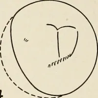 An illustration from A voyage in space; a course of six lectures "adapted to a juvenile auditory" delivered at the Royal Institution at Xmas 1913 (1915)