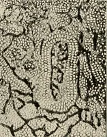 An illustration from A voyage in space; a course of six lectures "adapted to a juvenile auditory" delivered at the Royal Institution at Xmas 1913 (1915)