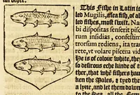 An illustration from VVorkes of armorie : deuided into three bookes, entituled, the concordes of armorie, the armorie of honor, and of cotes and creastes, (1597)