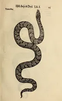 An illustration from Vylssis Aldrovandi ... Serpentvm, et draconv historiae libri dvo : Bartholomaevs Ambrosinvs ... opus concinnauit ... : cum indice memorabilium, nec non uariar linguar locupletissimo (1640)