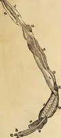 An illustration from Vylssis Aldrovandi ... Serpentvm, et draconv historiae libri dvo : Bartholomaevs Ambrosinvs ... opus concinnauit ... : cum indice memorabilium, nec non uariar linguar locupletissimo (1640)