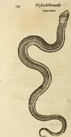 An illustration from Vylssis Aldrovandi ... Serpentvm, et draconv historiae libri dvo : Bartholomaevs Ambrosinvs ... opus concinnauit ... : cum indice memorabilium, nec non uariar linguar locupletissimo (1640)