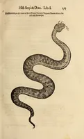 An illustration from Vylssis Aldrovandi ... Serpentvm, et draconv historiae libri dvo : Bartholomaevs Ambrosinvs ... opus concinnauit ... : cum indice memorabilium, nec non uariar linguar locupletissimo (1640)