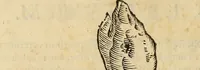 An illustration from Vylssis Aldrovandi ... Serpentvm, et draconv historiae libri dvo : Bartholomaevs Ambrosinvs ... opus concinnauit ... : cum indice memorabilium, nec non uariar linguar locupletissimo (1640)