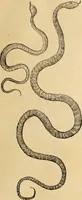 An illustration from Vylssis Aldrovandi ... Serpentvm, et draconv historiae libri dvo : Bartholomaevs Ambrosinvs ... opus concinnauit ... : cum indice memorabilium, nec non uariar linguar locupletissimo (1640)
