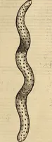 An illustration from Vylssis Aldrovandi ... Serpentvm, et draconv historiae libri dvo : Bartholomaevs Ambrosinvs ... opus concinnauit ... : cum indice memorabilium, nec non uariar linguar locupletissimo (1640)
