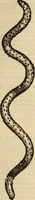 An illustration from Vylssis Aldrovandi ... Serpentvm, et draconv historiae libri dvo : Bartholomaevs Ambrosinvs ... opus concinnauit ... : cum indice memorabilium, nec non uariar linguar locupletissimo (1640)
