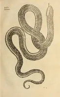 An illustration from Vylssis Aldrovandi ... Serpentvm, et draconv historiae libri dvo : Bartholomaevs Ambrosinvs ... opus concinnauit ... : cum indice memorabilium, nec non uariar linguar locupletissimo (1640)