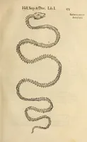 An illustration from Vylssis Aldrovandi ... Serpentvm, et draconv historiae libri dvo : Bartholomaevs Ambrosinvs ... opus concinnauit ... : cum indice memorabilium, nec non uariar linguar locupletissimo (1640)