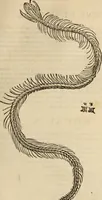 An illustration from Vylssis Aldrovandi ... Serpentvm, et draconv historiae libri dvo : Bartholomaevs Ambrosinvs ... opus concinnauit ... : cum indice memorabilium, nec non uariar linguar locupletissimo (1640)