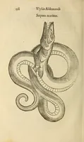 An illustration from Vylssis Aldrovandi ... Serpentvm, et draconv historiae libri dvo : Bartholomaevs Ambrosinvs ... opus concinnauit ... : cum indice memorabilium, nec non uariar linguar locupletissimo (1640)